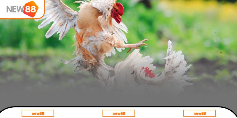 Đặc điểm tính cách của chọi kê Việt Nam